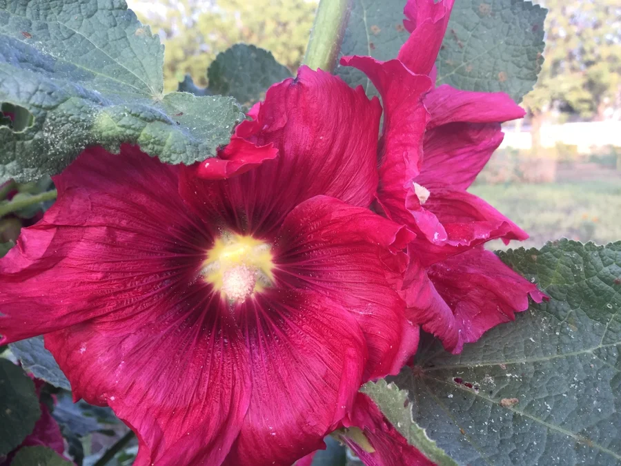 burgandy hollyhocks 1200